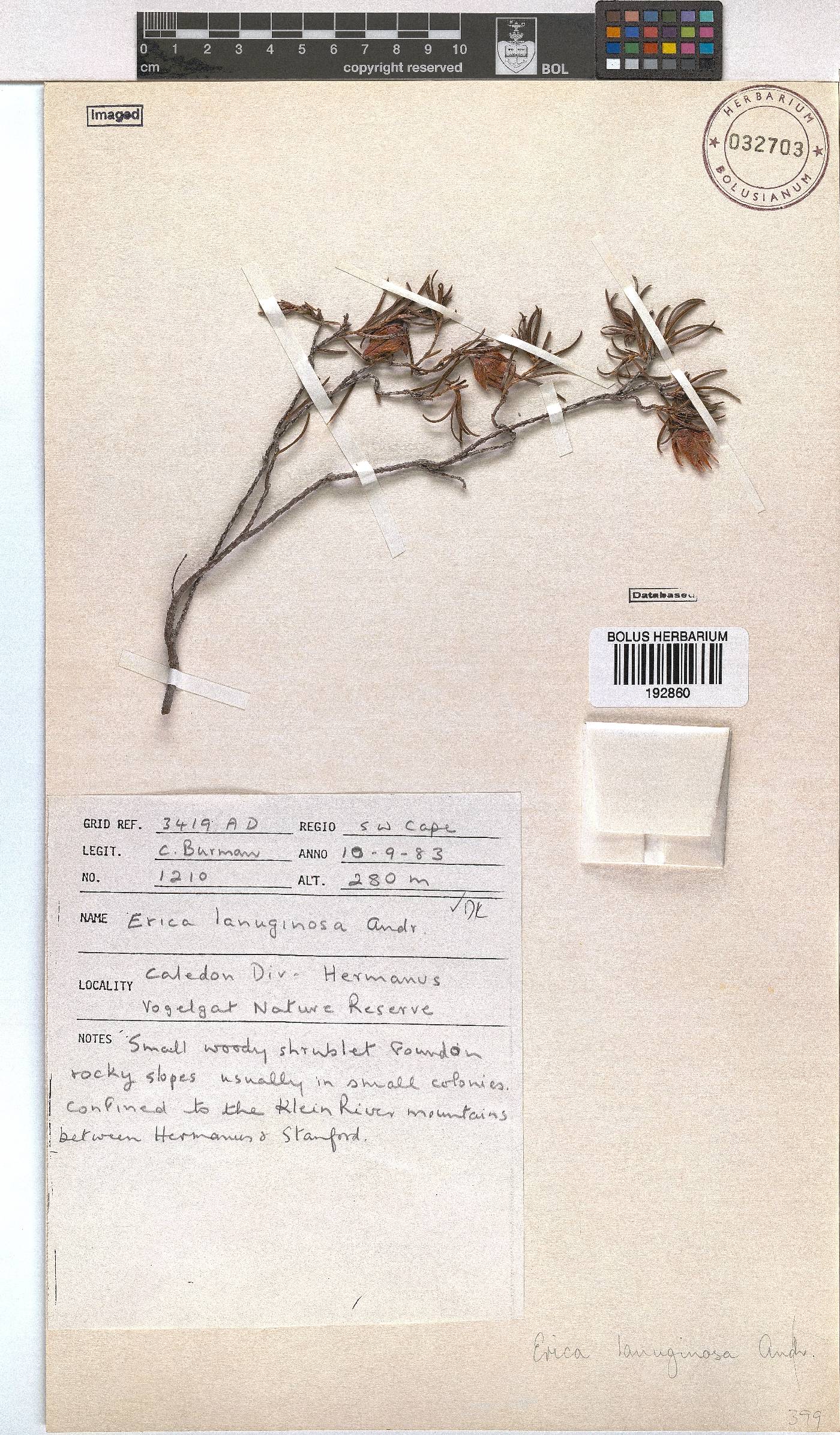 Erica lanuginosa image