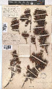 Erica lanuginosa image