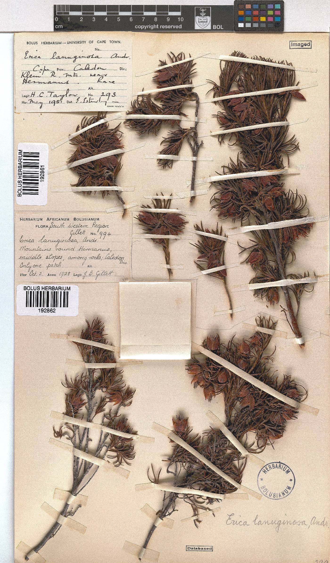 Erica lanuginosa image