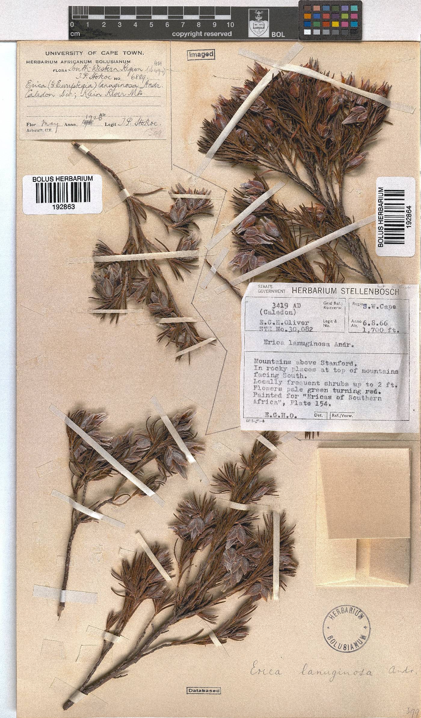 Erica lanuginosa image