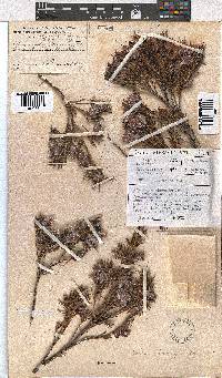 Erica lanuginosa image