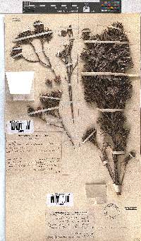 Erica lanuginosa image