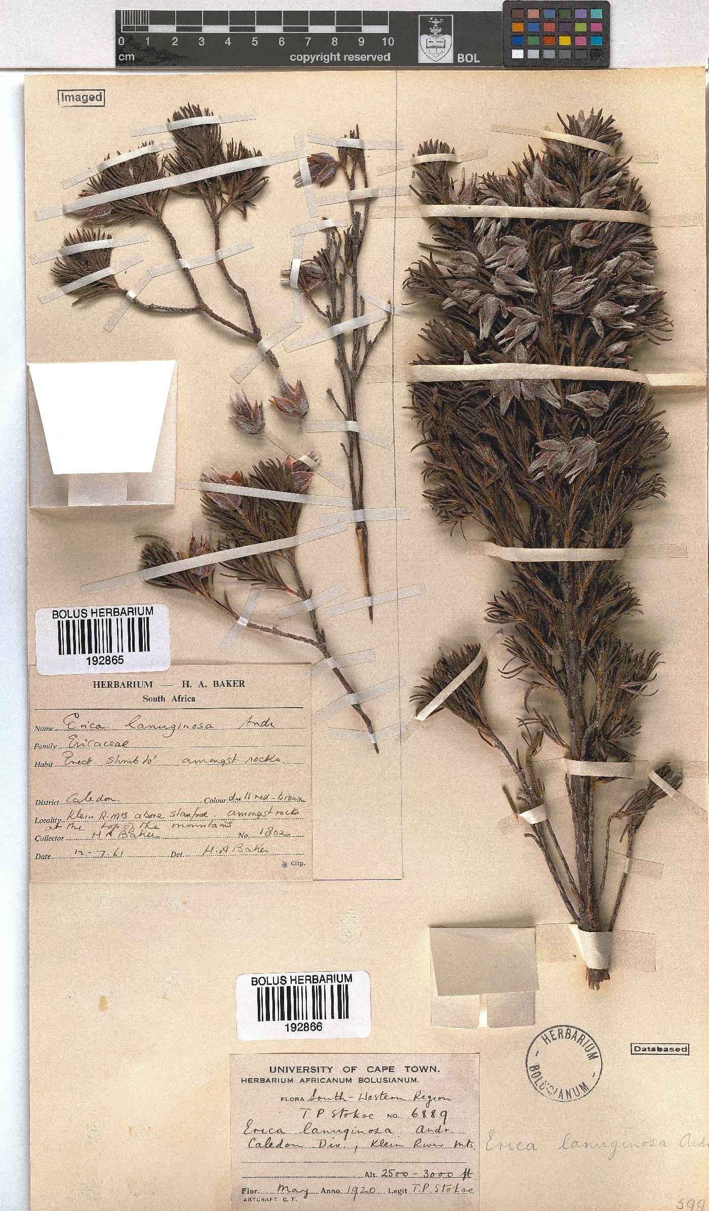 Erica lanuginosa image