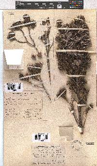 Erica lanuginosa image