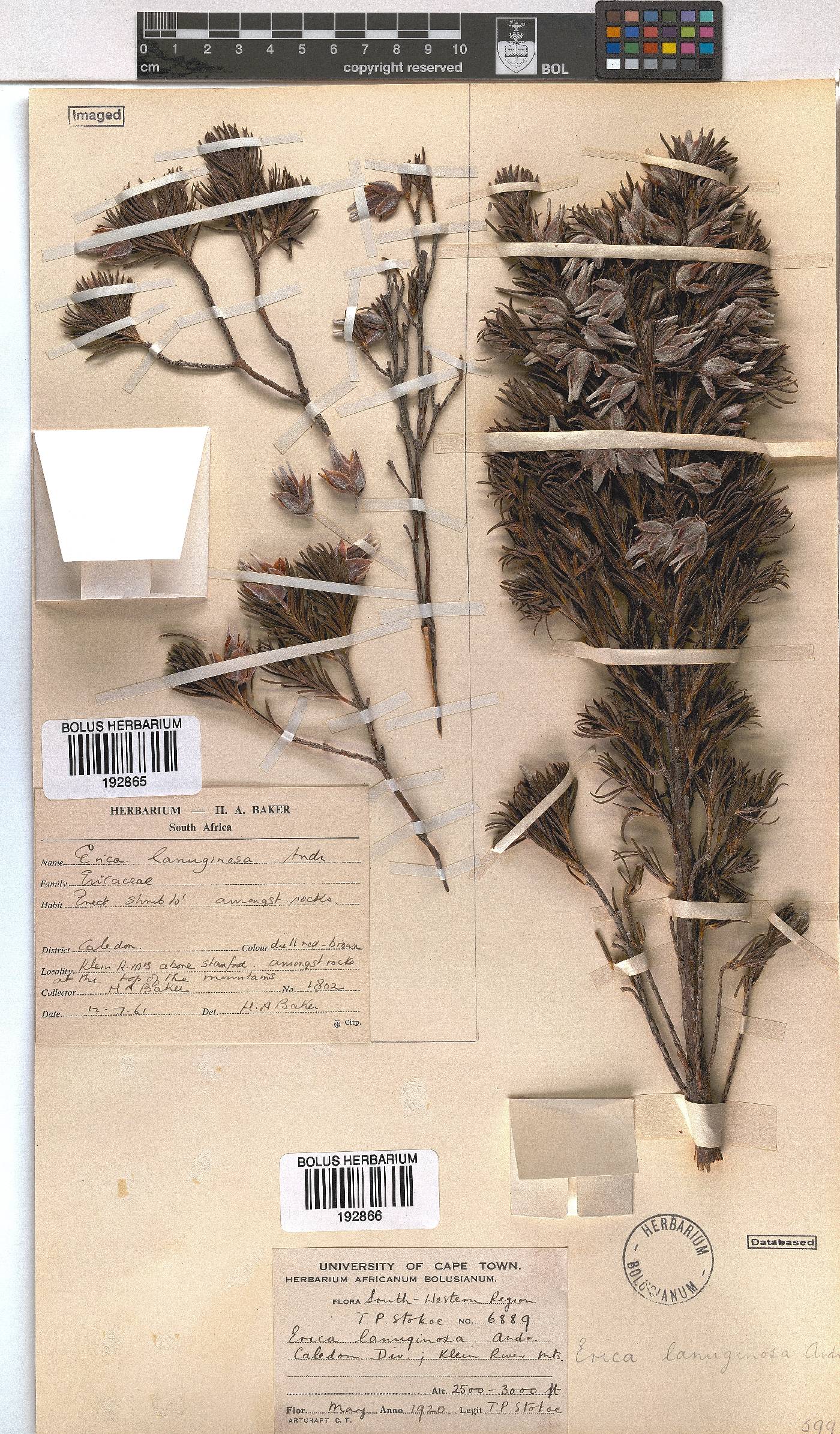 Erica lanuginosa image