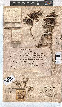 Erica lanuginosa image