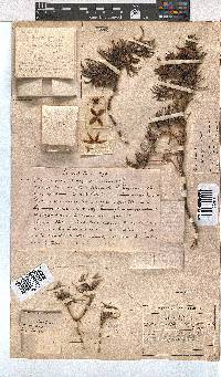 Erica lanuginosa image