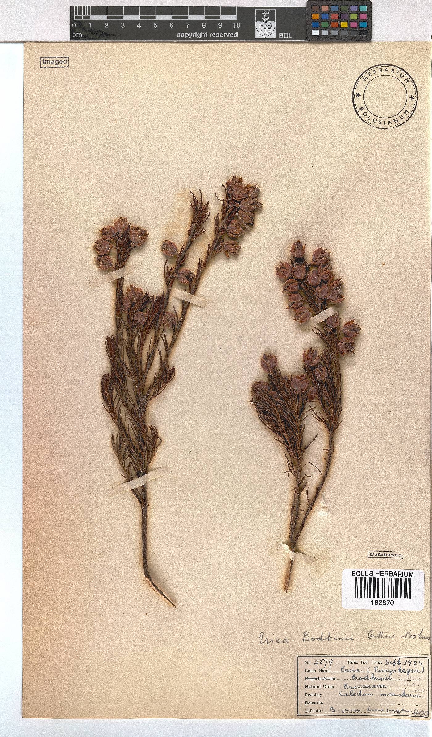 Erica bodkinii image
