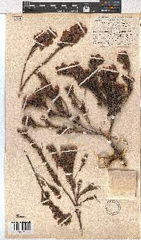 Erica bodkinii image