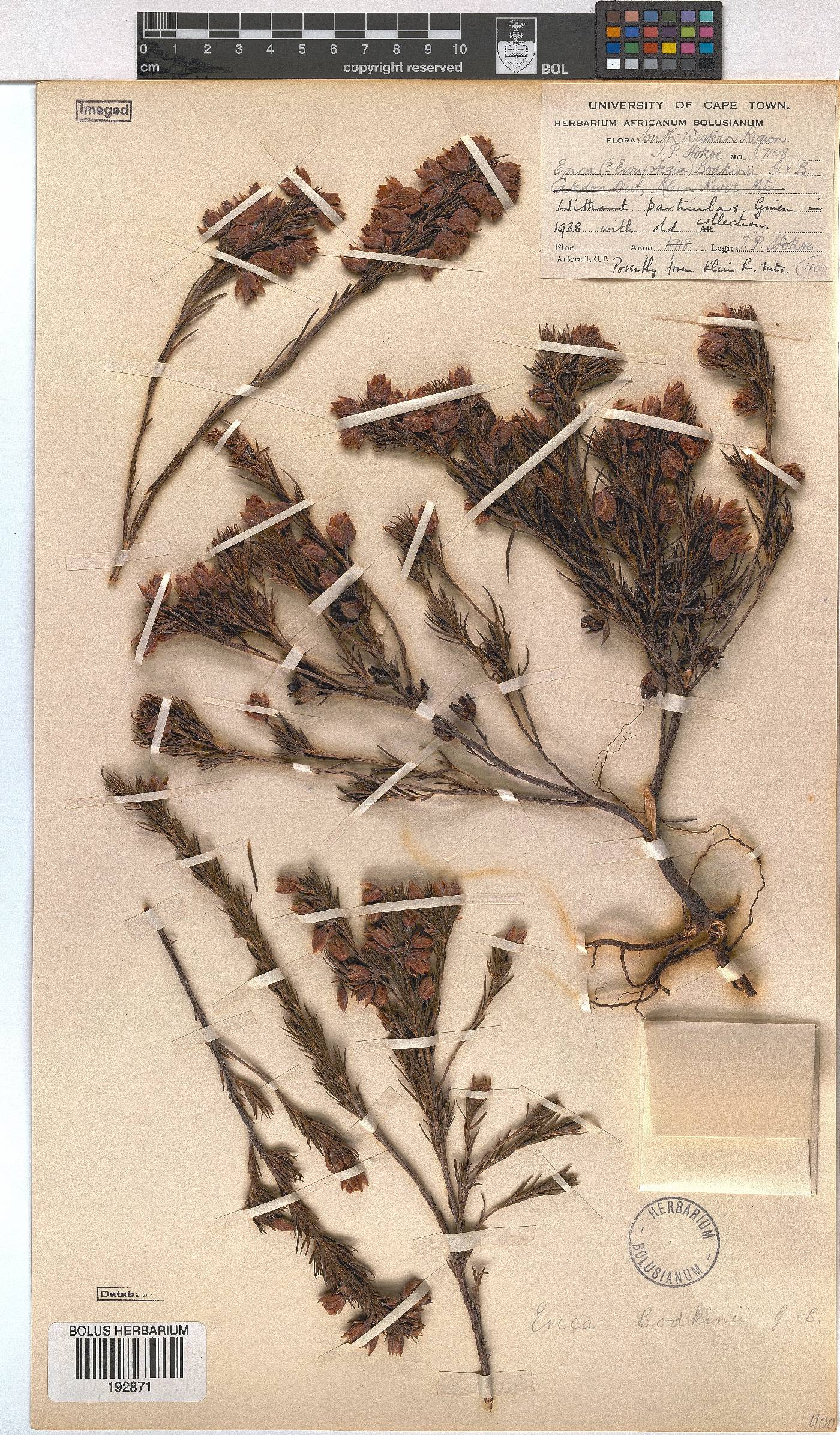 Erica bodkinii image