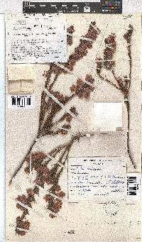 Erica bodkinii image