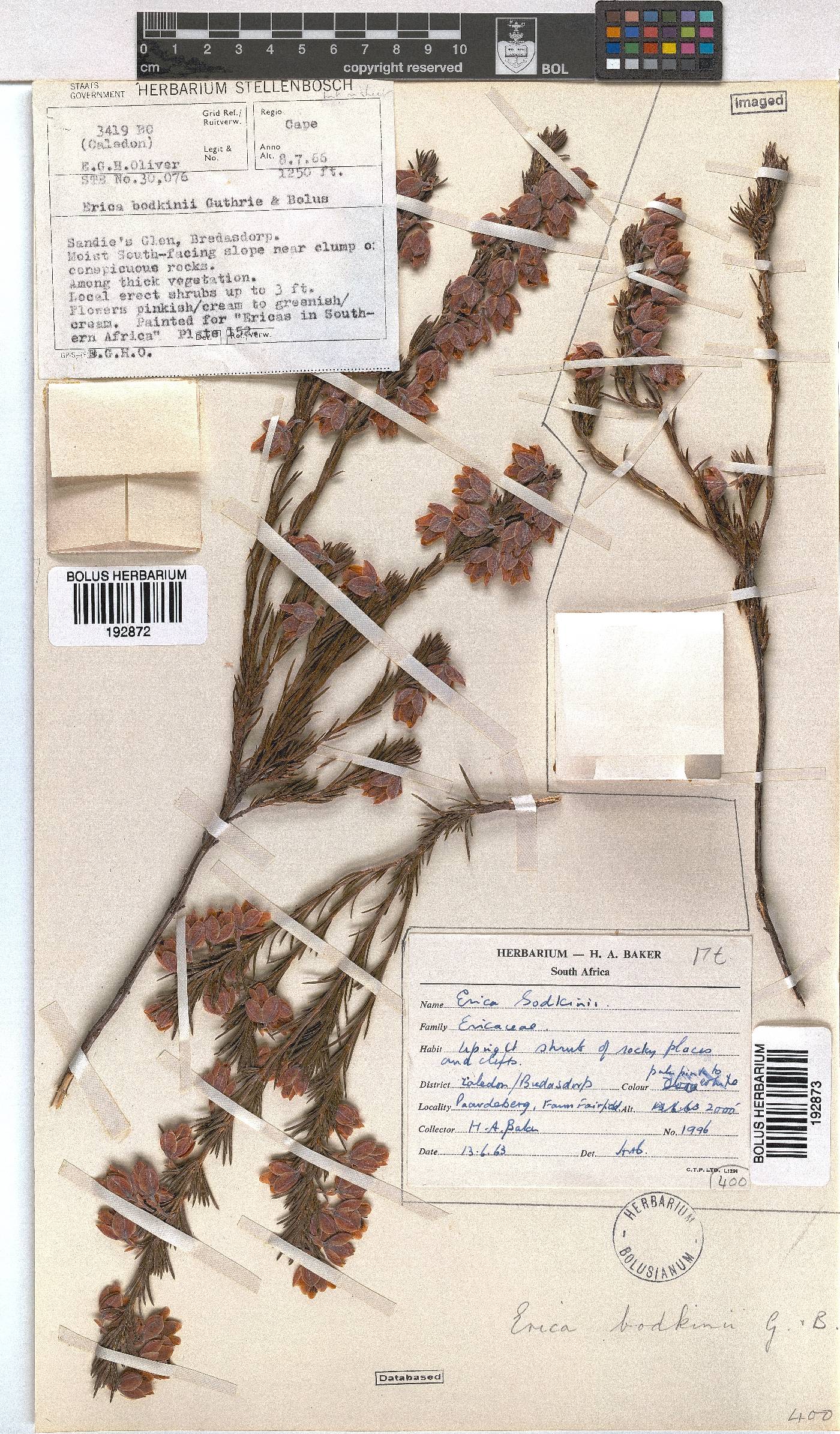 Erica bodkinii image