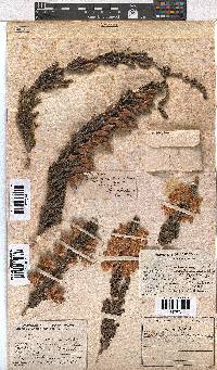 Erica monsoniana image