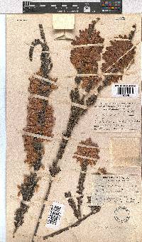 Erica monsoniana image