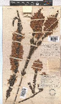 Erica monsoniana image