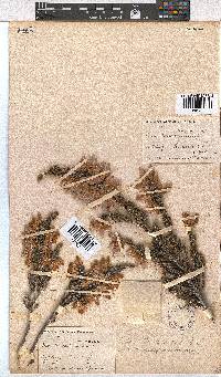 Erica monsoniana image