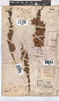 Erica monsoniana image