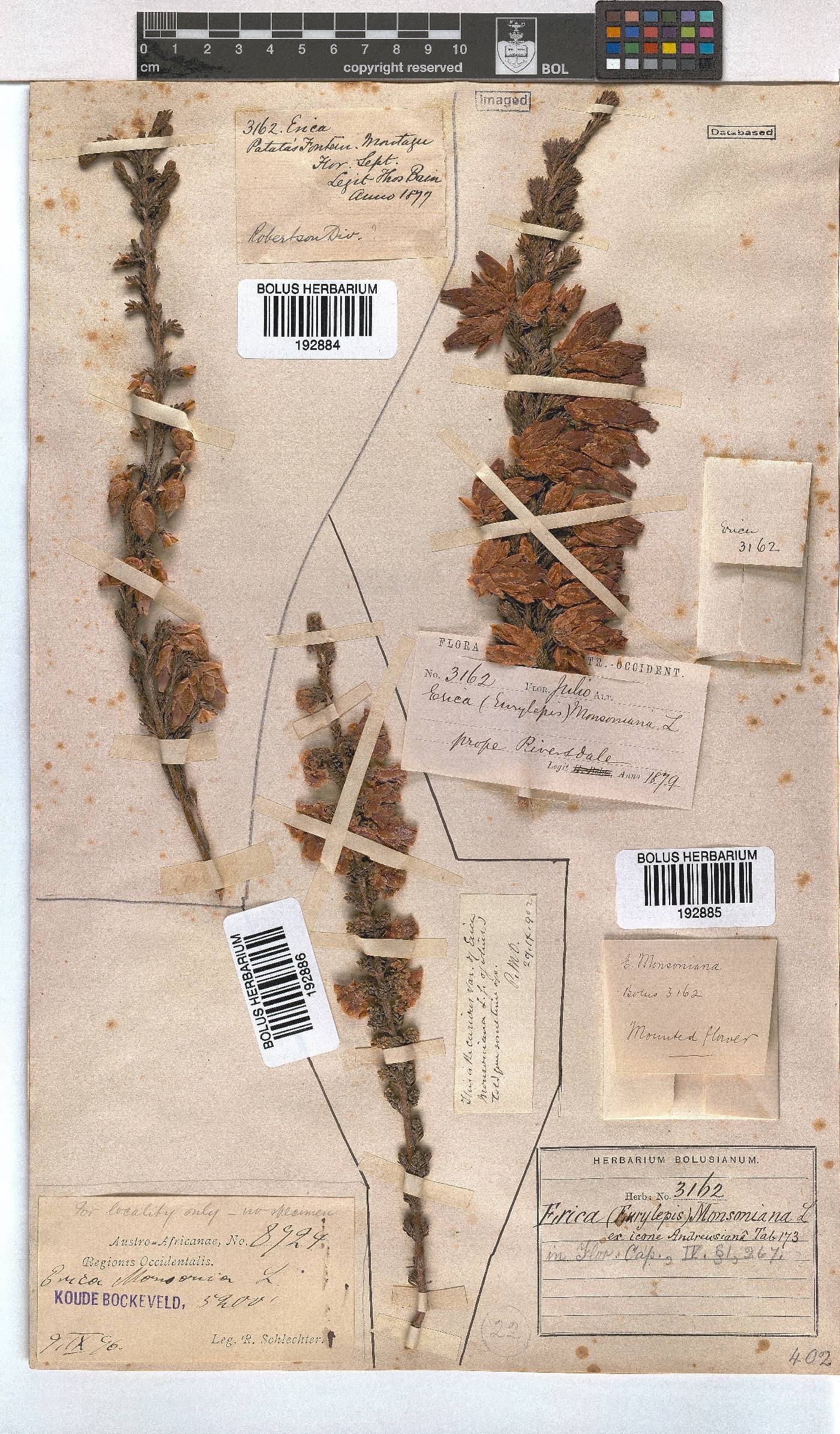 Erica monsoniana image