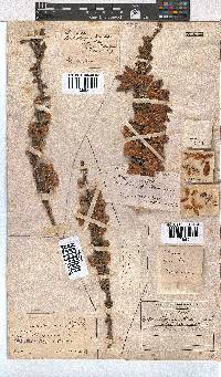 Erica monsoniana image