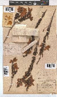 Erica monsoniana image