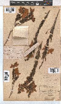 Erica monsoniana image