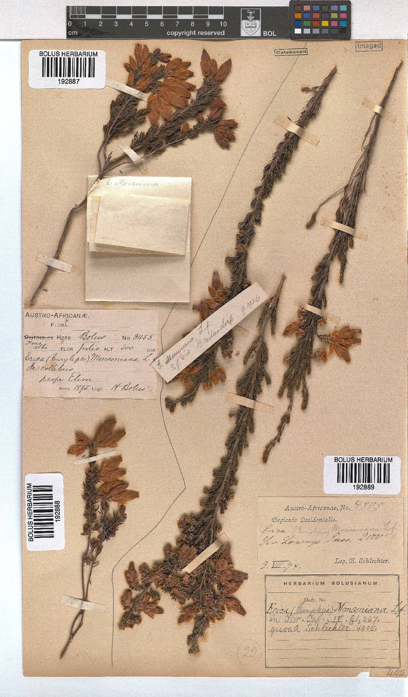 Erica monsoniana image