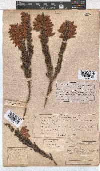 Erica monsoniana image