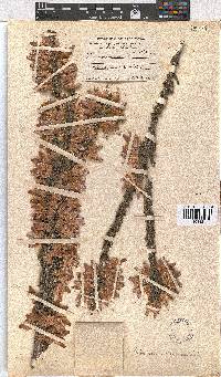 Erica monsoniana image