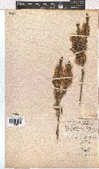 Erica monsoniana image