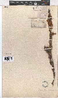 Erica monsoniana image