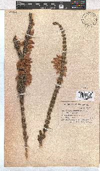 Erica monsoniana image