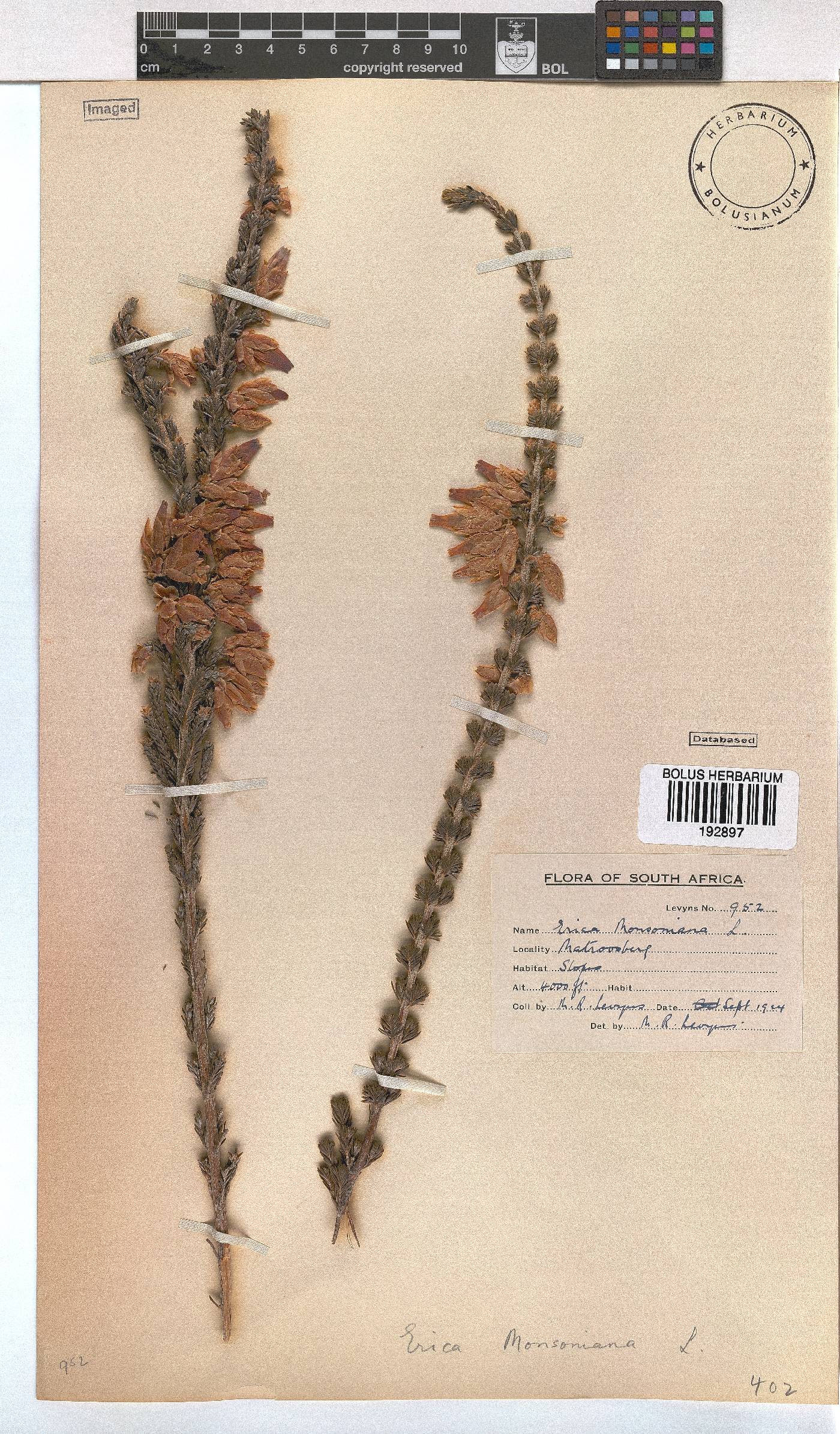 Erica monsoniana image