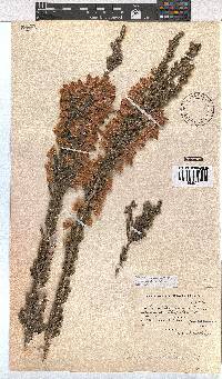 Erica monsoniana image