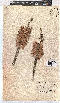 Erica monsoniana image