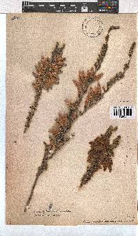 Erica monsoniana image