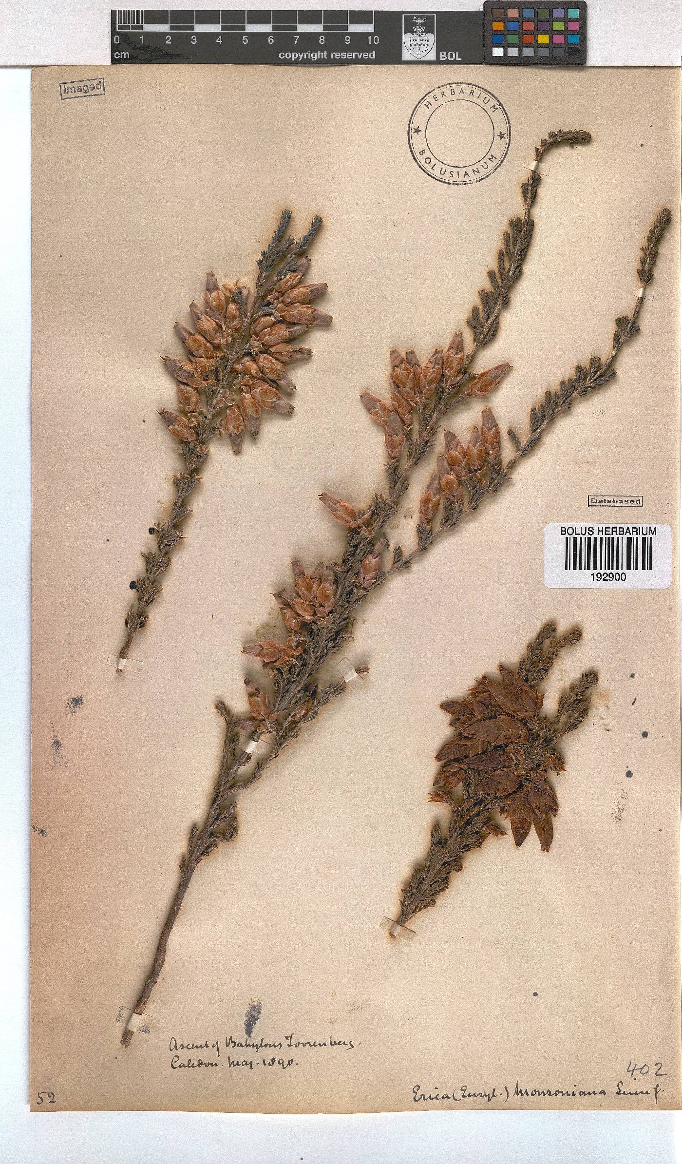 Erica monsoniana image