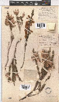 Erica monsoniana image