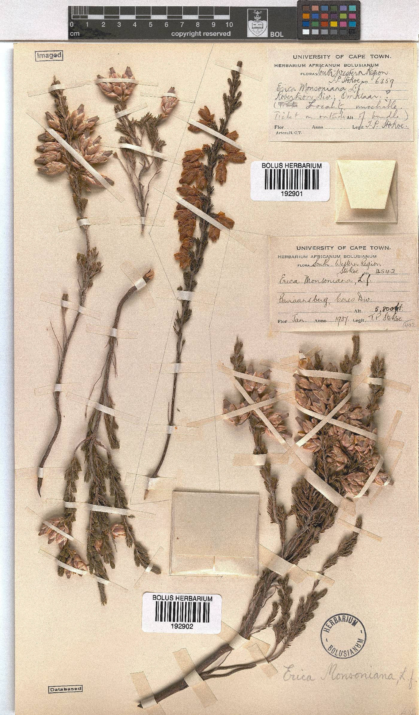 Erica monsoniana image