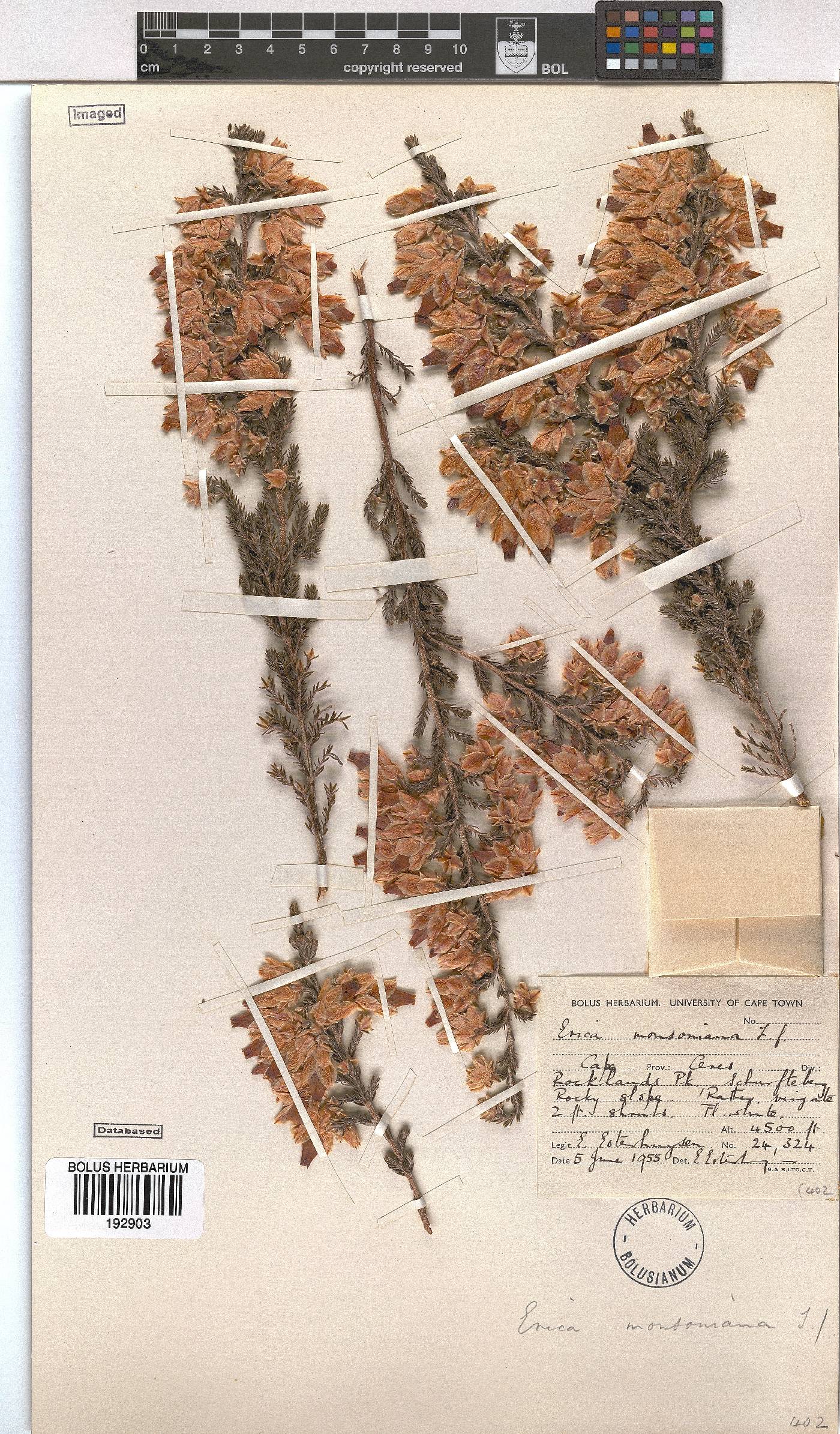 Erica monsoniana image