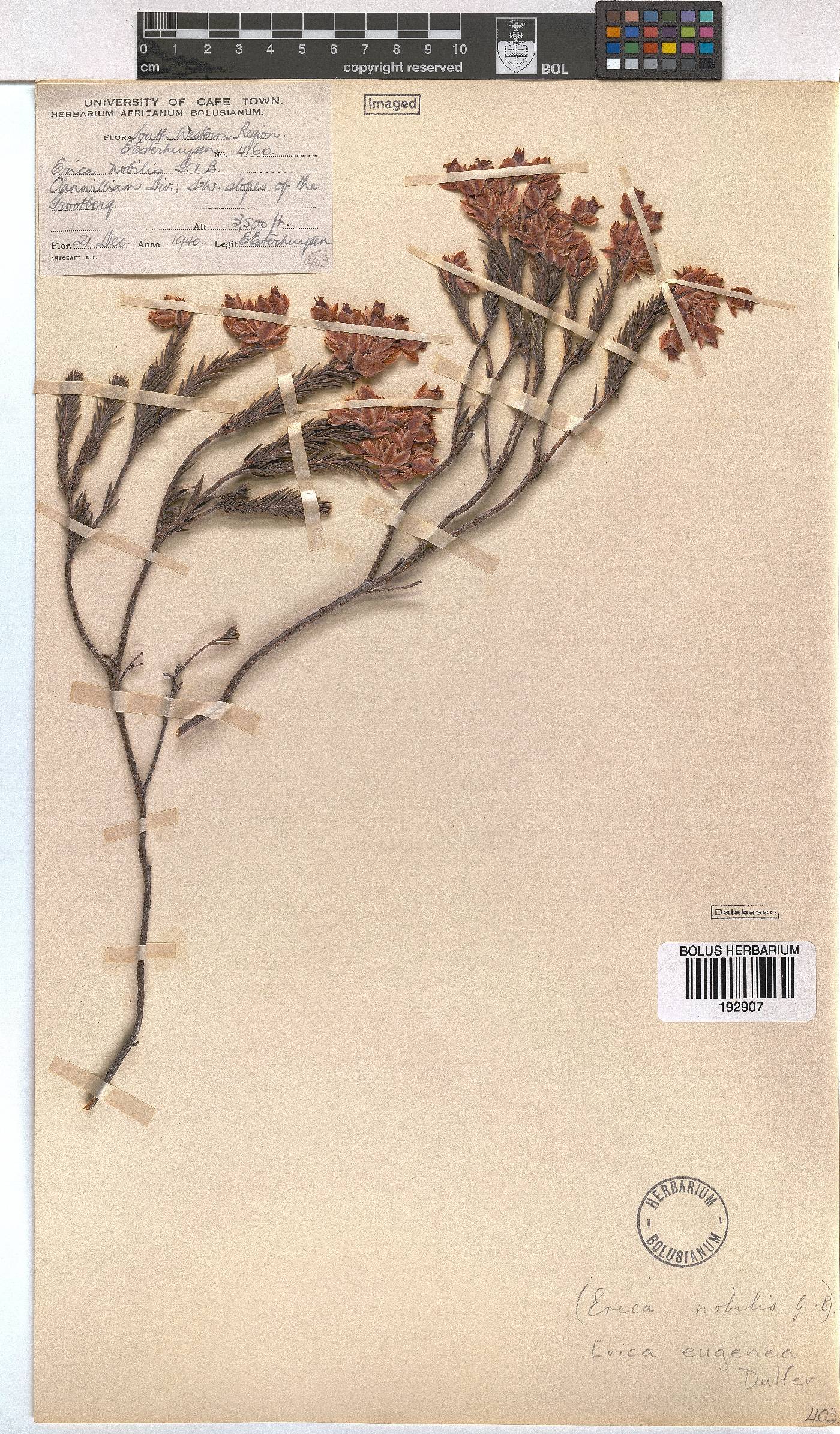 Erica eugenea image