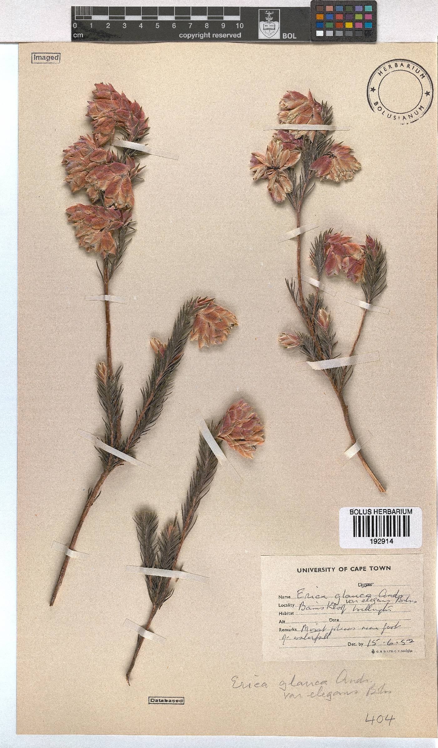 Erica glauca var. elegans image