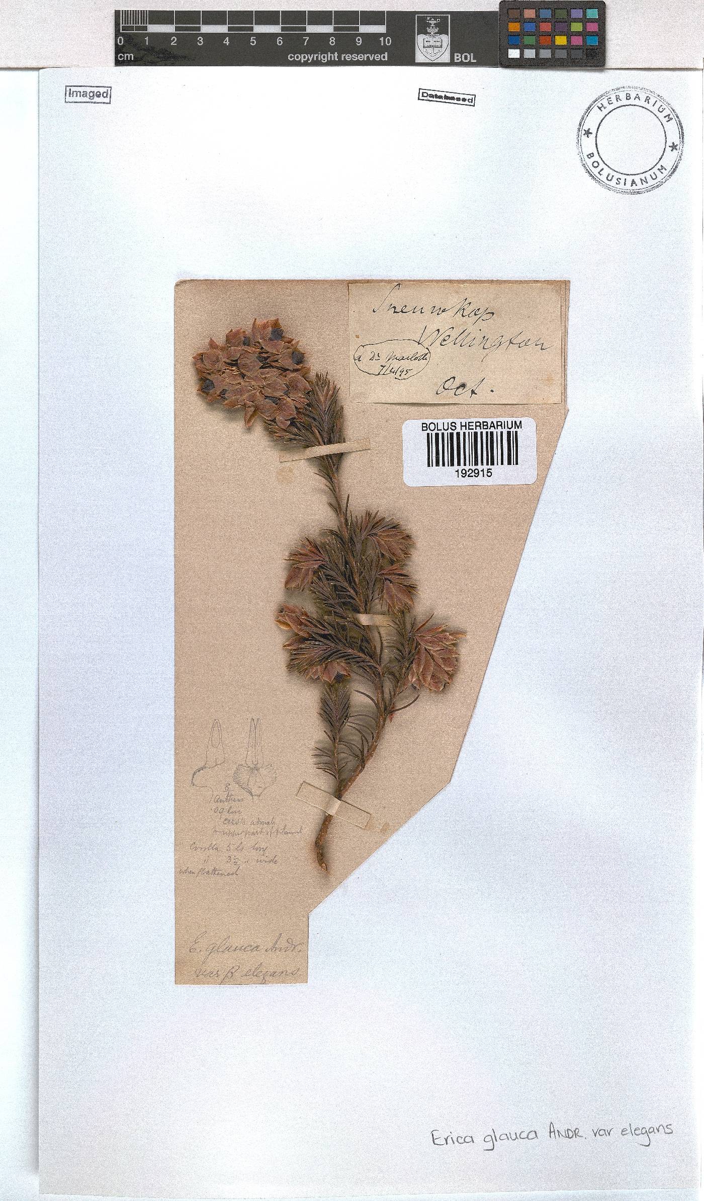 Erica glauca var. elegans image