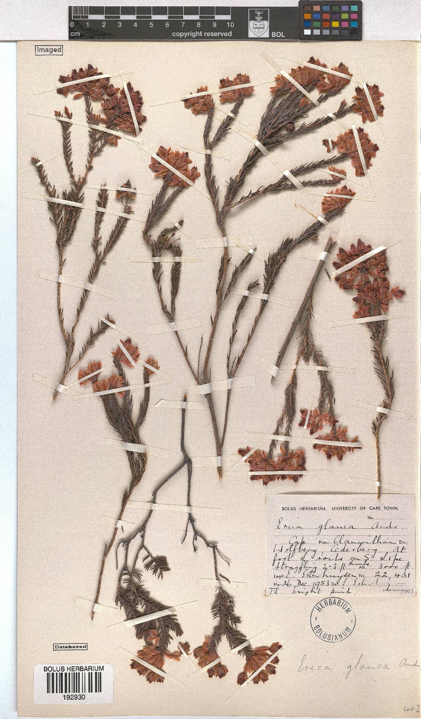Erica glauca image