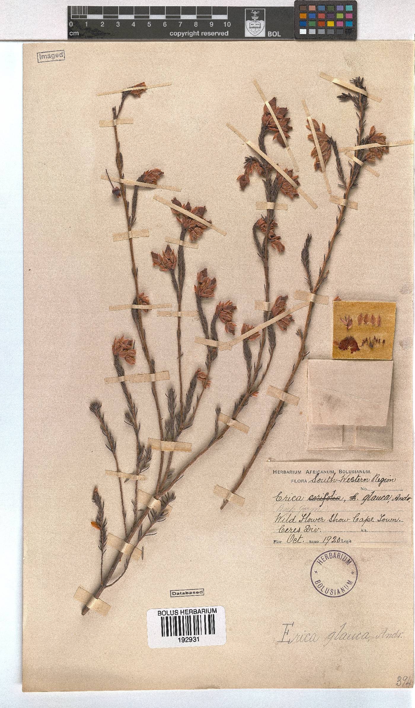 Erica glauca image