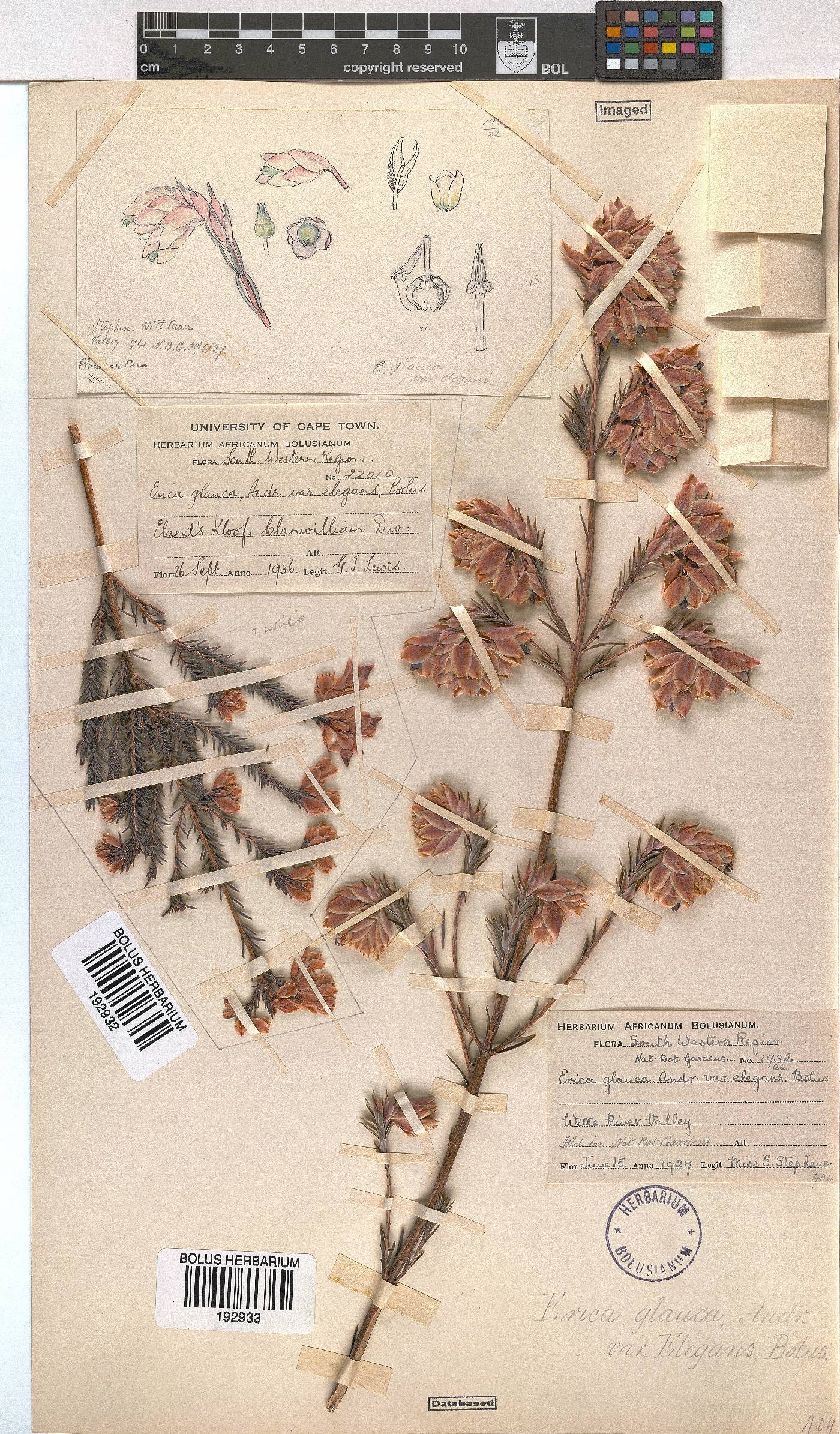 Erica glauca var. elegans image