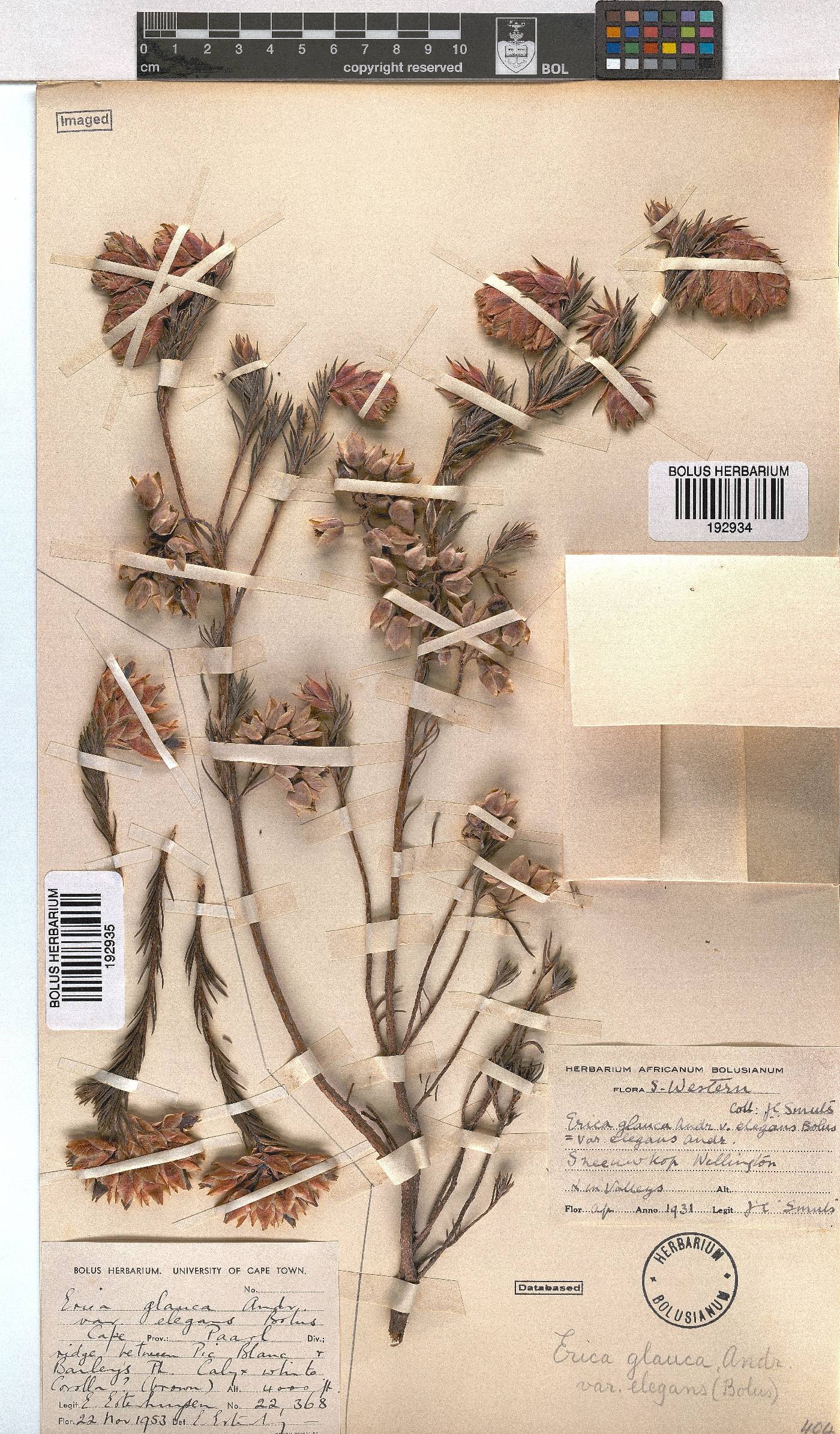 Erica glauca var. elegans image