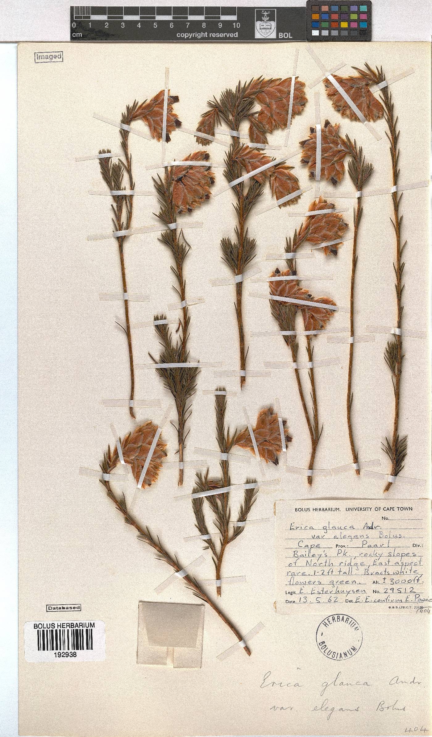 Erica glauca var. elegans image