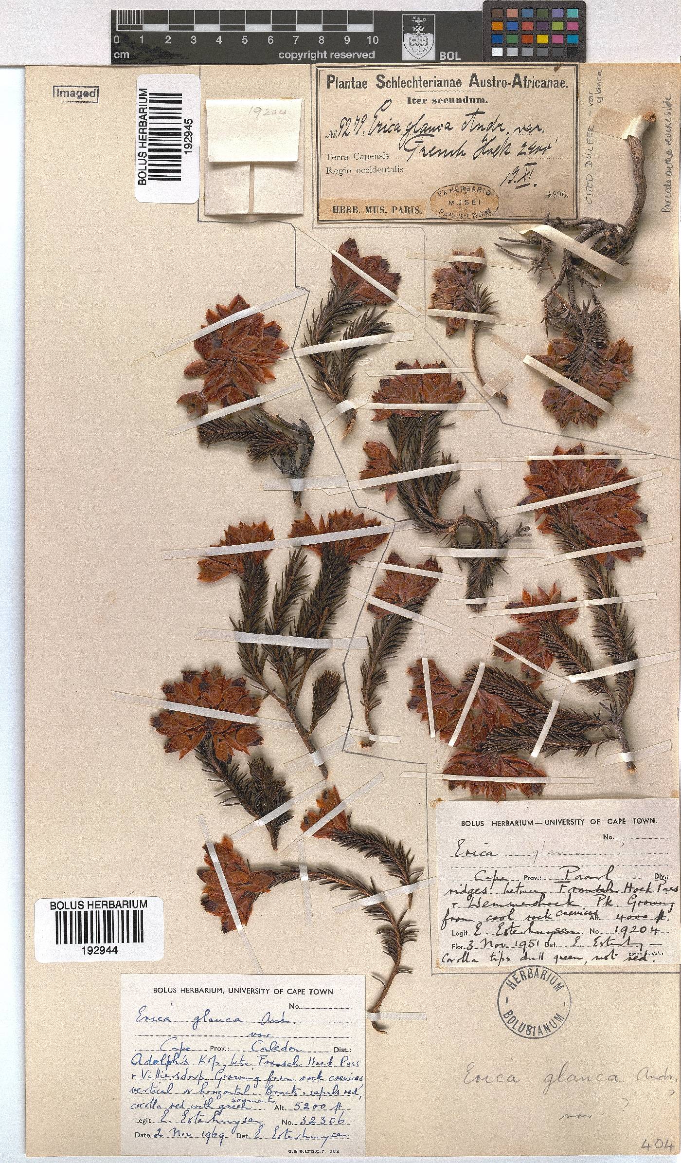 Erica glauca image