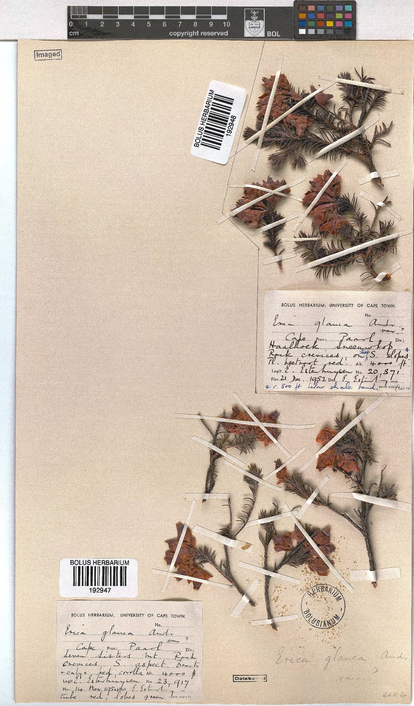 Erica glauca image