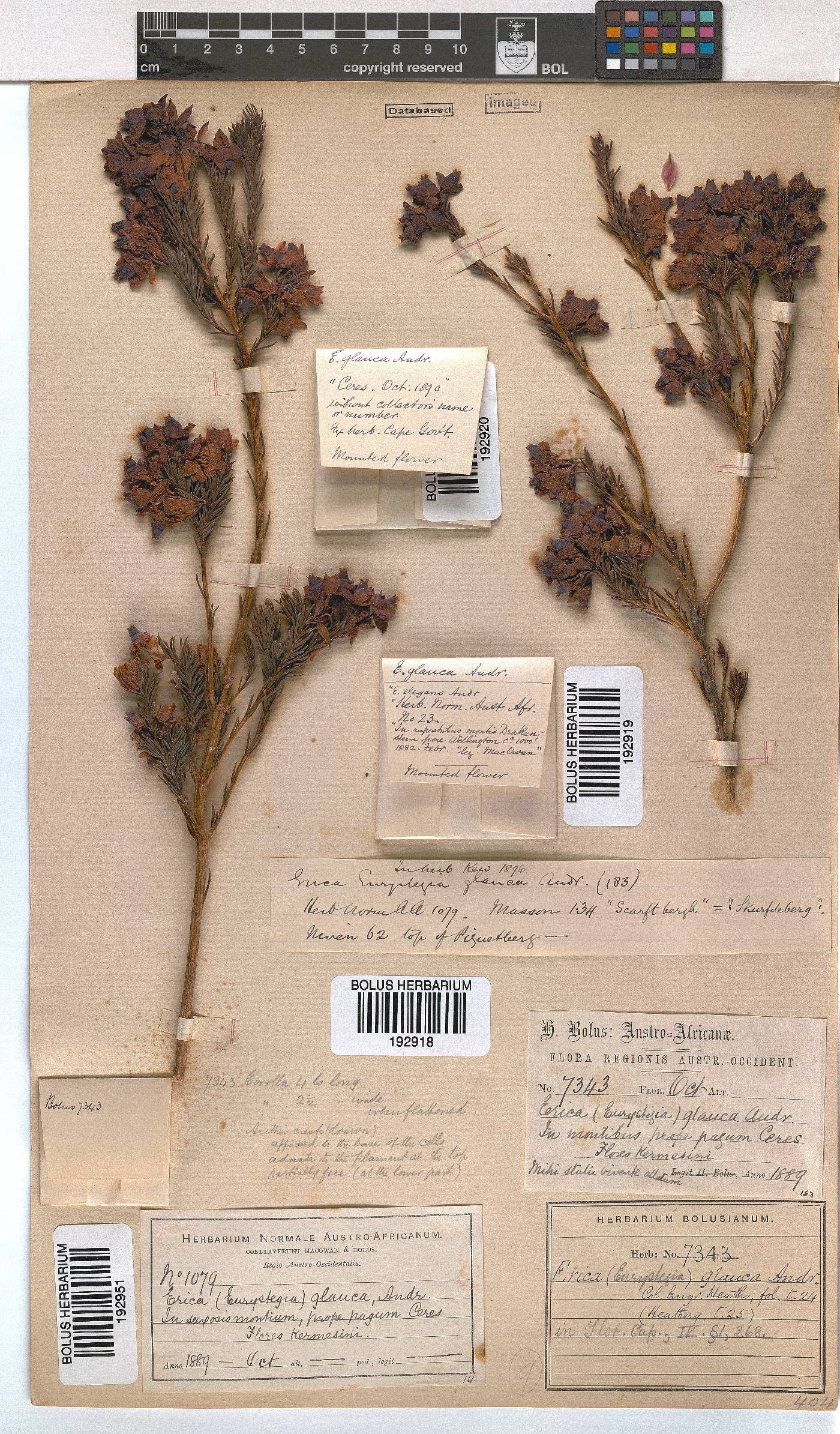 Erica glauca image